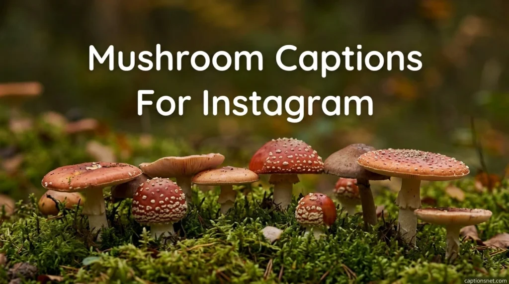 Mushroom Captions For Instagram